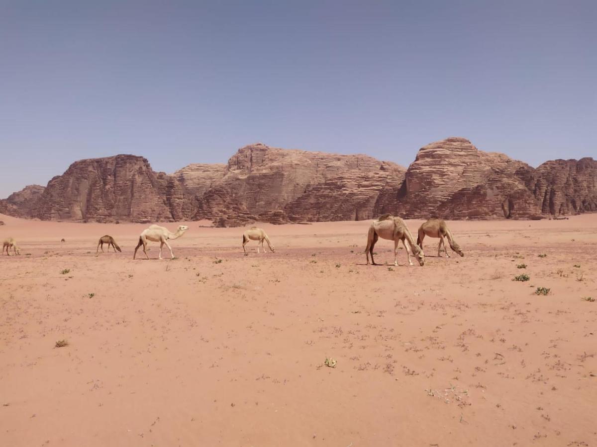 Hotel Omar Ghazi Camp Wadi Rum Exterior foto